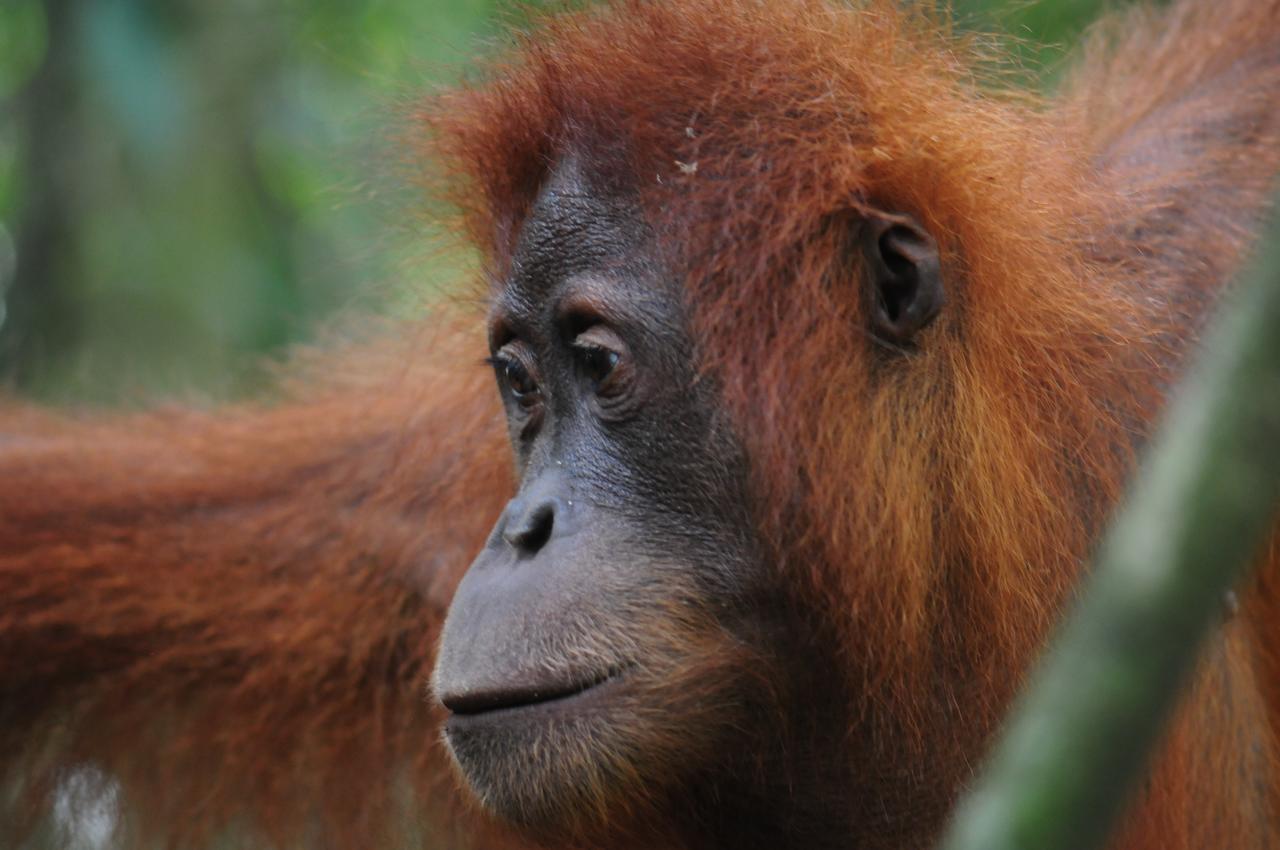 Ecotravel Cottages Bukit Lawang Εξωτερικό φωτογραφία