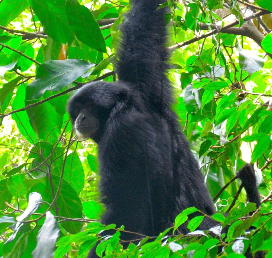 Ecotravel Cottages Bukit Lawang Εξωτερικό φωτογραφία